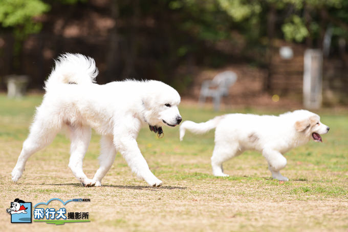 犬の森POMの飛行犬撮影会