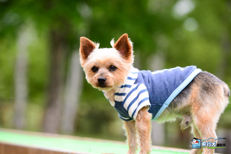 八ヶ岳自然文化園飛行犬撮影会