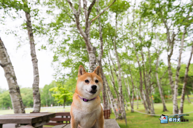 八ヶ岳自然文化園飛行犬撮影会