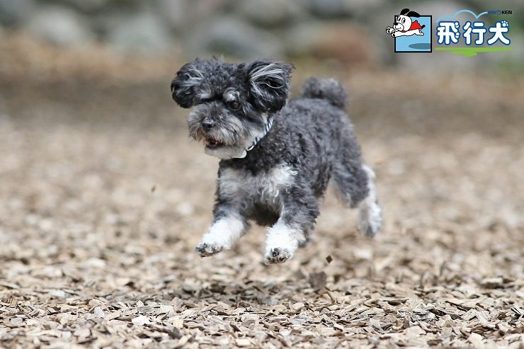 17 7 17 いぬかふぇ まいら 飛行犬撮影会 飛行犬撮影所 東日本本部