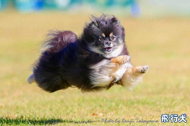 11/12(日) 世界の名犬牧場で飛行犬になったわんこ達 | 飛行犬
