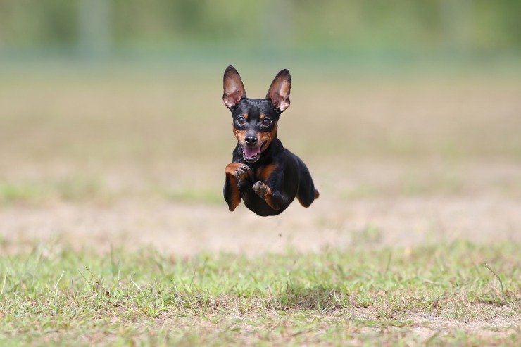 新潟県長岡市での飛行犬撮影会開催のお知らせ 飛行犬撮影所 東日本本部