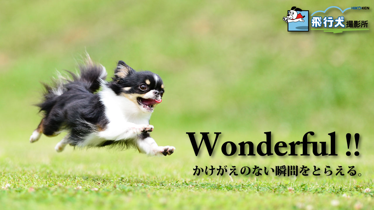 飛行犬撮影所 東日本本部 愛犬の躍動感ある瞬間を残そう