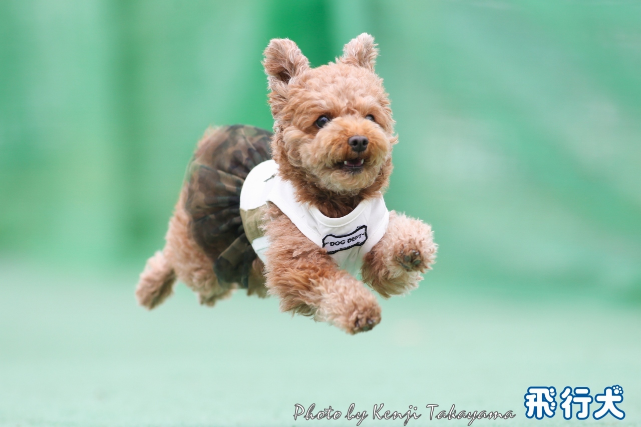 ４月の飛行犬フォトコンテスト 結果発表 O 飛行犬撮影所 東日本本部
