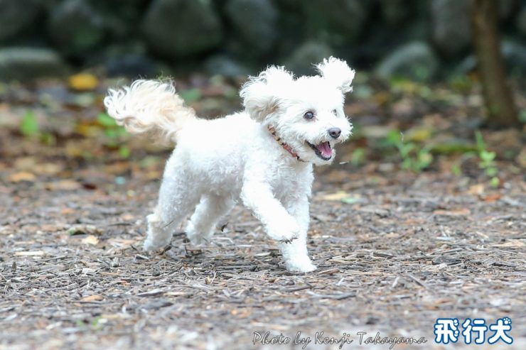 19 7 15 いぬかふぇ まいら 飛行犬撮影会に参加してくれたわんちゃん達 飛行犬撮影所 東日本本部