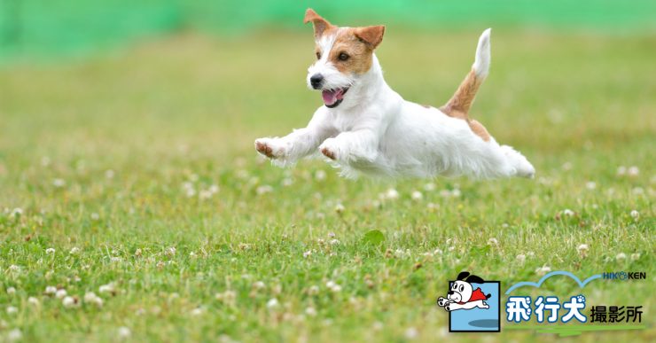 静岡県内の飛行犬撮影会のご案内