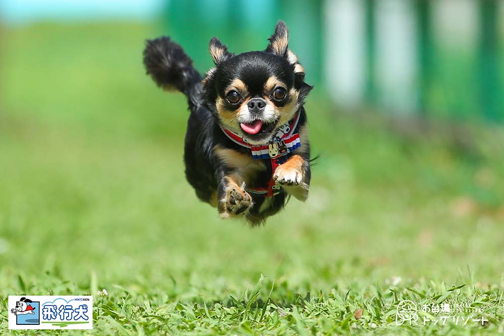 東京都江東区 お台場ドッグリゾート飛行犬チャレンジ 飛行犬撮影所 東日本本部