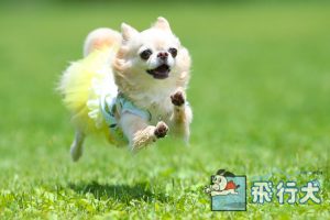 ドッグリゾートwoof