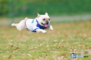 寄七つ星ドッグラン飛行犬撮影会