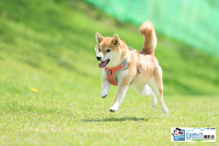 八ヶ岳自然文化園飛行犬撮影会に来てくれたワンちゃん(2022年5月)