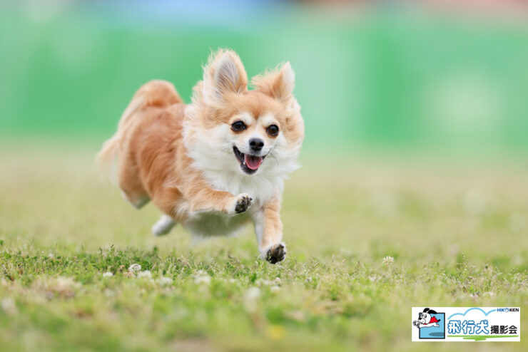 飛行犬撮影会