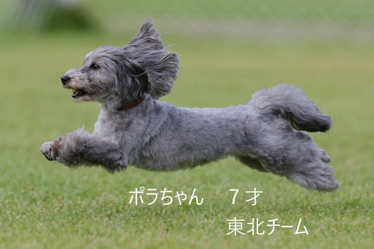 東北チームのスケジュール