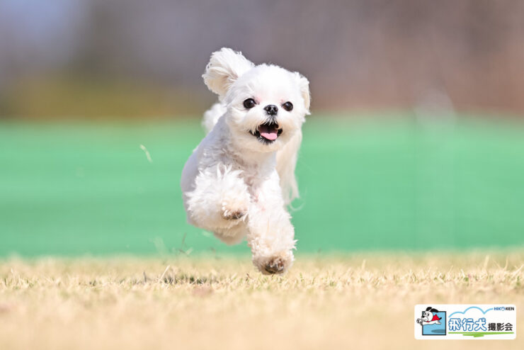 ドッグフォトグラファー八木橋です。2026年3月20日(金･祝)～21日(土)に、山梨県甲府市 曽根丘陵公園で開催された、スマイルペットフェスタ in 曽根丘陵公園 飛行犬撮影会に参加してくれたワンちゃん達です。天候に恵まれ、イベント準備中には咲いてなかった桜が、イベント開催中には7,8分咲きまで桜が咲いていました。多くの人・犬で賑わっていました。