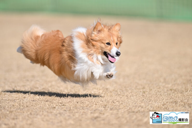 SippoFesta in 国営ひたち海浜公園 飛行犬撮影会に来てくれたワンちゃん