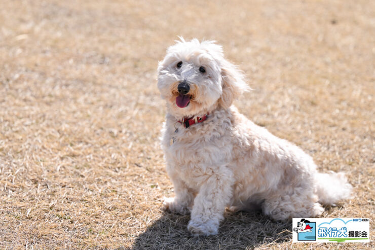 SippoFesta in 国営ひたち海浜公園 飛行犬撮影会に来てくれたワンちゃん