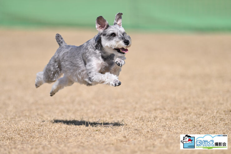 SippoFesta in 国営ひたち海浜公園 飛行犬撮影会に来てくれたワンちゃん