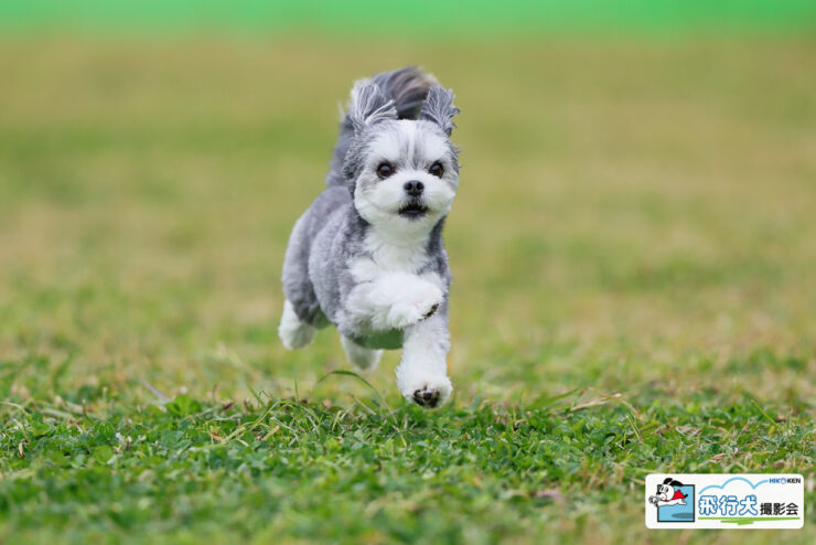 SippoFesta2026春 飛行犬撮影会