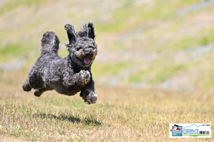 川の駅ドッグフェスだら～飛行犬撮影会
