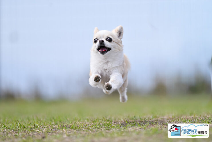 十国峠 飛行犬撮影会に来てくれたワンちゃん