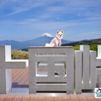 十国峠 飛行犬撮影会に来てくれたワンちゃん