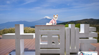 十国峠 飛行犬撮影会に来てくれたワンちゃん
