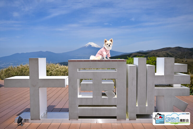 十国峠 飛行犬撮影会に来てくれたワンちゃん