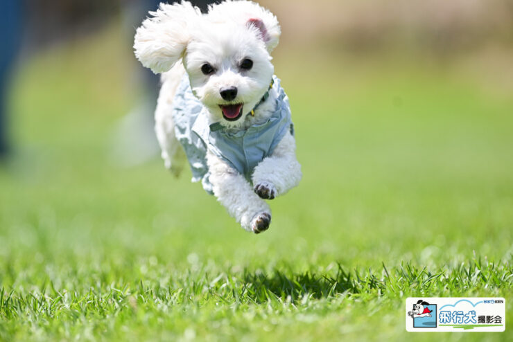陽だまりドッグラン飛行犬撮影会